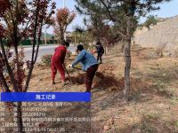 綠化工程